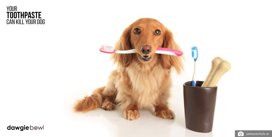 Human toothpaste is toxic for pets - your toothpaste can kill your dog - xylitol poisoning in pets