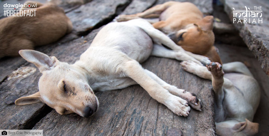 Indian Pariah Dog Breed Information - Desi Dogs - INDogs - Indian Native Dogs - Indie Dogs