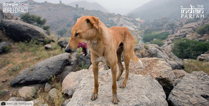 Indian Pariah Dog Breed Information - Desi Dogs - INDogs - Indian Native Dogs - Indie Dogs