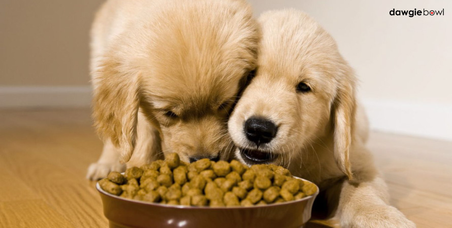 Puppies eating kibble out of a bowl - risks of processed commercial pet foods - packaged pet foods for dogs and cats