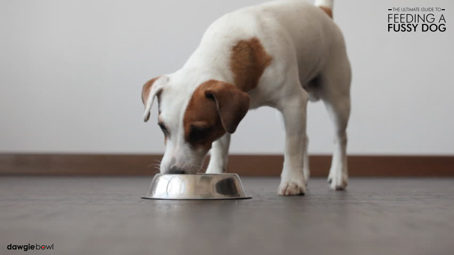 Fixing a fussy dog, picky dog, choosy dog, dog selective about pet food - Feeding Fussy Dog