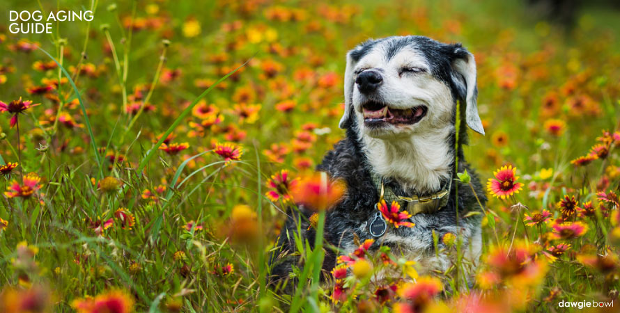 Dog Aging Guide - Pet’s Age in Dog Years, Life expectancy and age-related problems in dogs, caring for old dogs, senior dogs care