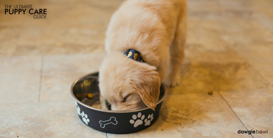 Puppy Food, Puppy nutrition, Care Tips, Puppy Care Guide, New Puppy Dog, Puppy Needs, Pet puppy, Potty Training, newborn puppy care, toilet training puppy, puppy biting