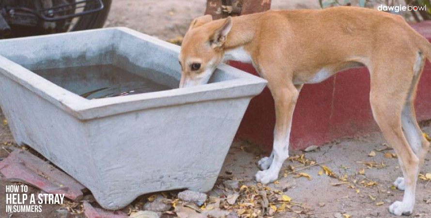 Summer cooling for stray dogs, summer safety strays, keeping stray dog cool in summer heat, summer care for stray dogs, summer heat for stray dogs, dog cooling