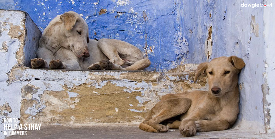 Summer cooling for stray dogs, summer safety strays, keeping stray dog cool in summer heat, summer care for stray dogs, summer heat for stray dogs, dog cooling