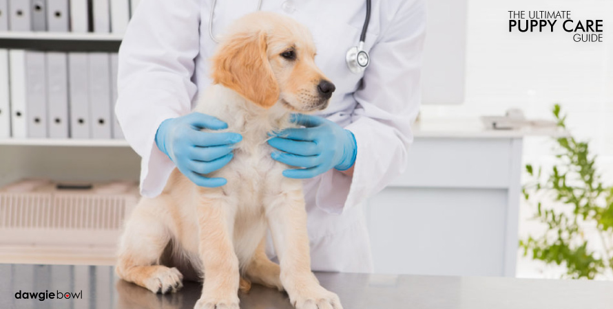 Puppy Vaccinations, puppy shots, Puppy Care Tips, Puppy Care Guide, New Puppy Dog, Puppy Needs, Pet puppy, Potty Training, newborn puppy care, toilet training puppy, puppy biting