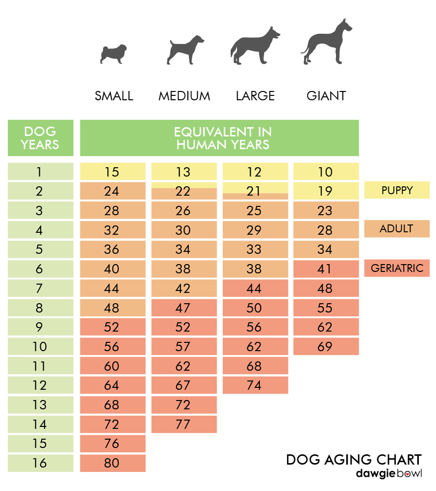 Dog Aging Chart - Pet’s Age in Dog Years, Life expectancy and age-related problems in dogs, caring for old dogs, senior dogs care