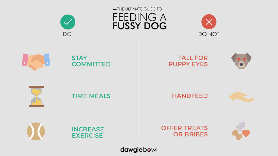 Do's and Don'ts of Fixing a fussy dog, picky dog, choosy dog, dog selective about pet food - Feeding Fussy Dog