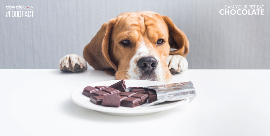 A dog staring at chocolate - Can dogs eat chocolate