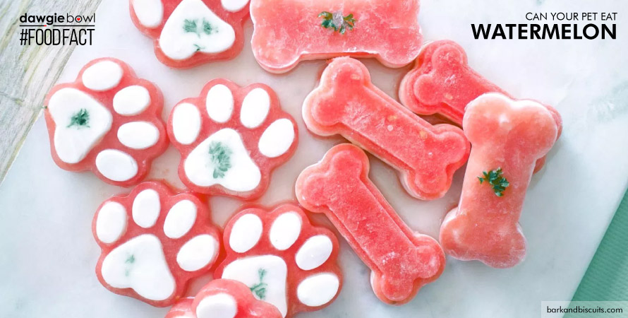 Frozen watermelon treats for dogs and cats - watermelon is safe for pets