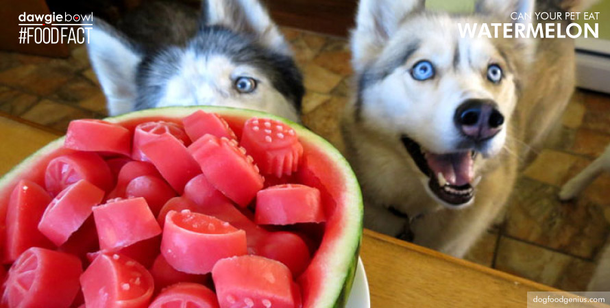 Watermelon treats for dogs and cats - watermelon is safe for pets