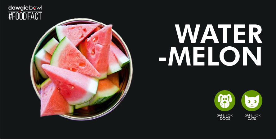 Watermelon for dogs and cats - watermelon safe for pets