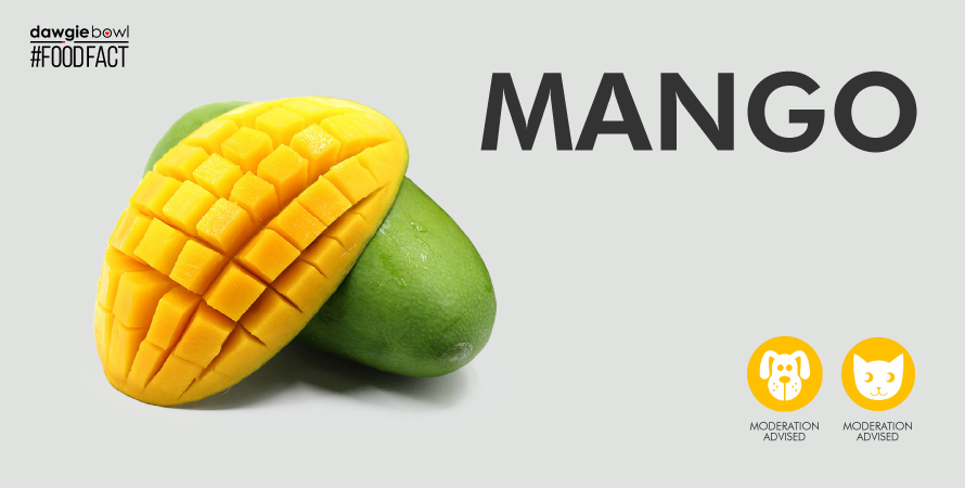 Mango for dogs and cats, are mangoes safe for pets, can dog or cats eat mango?