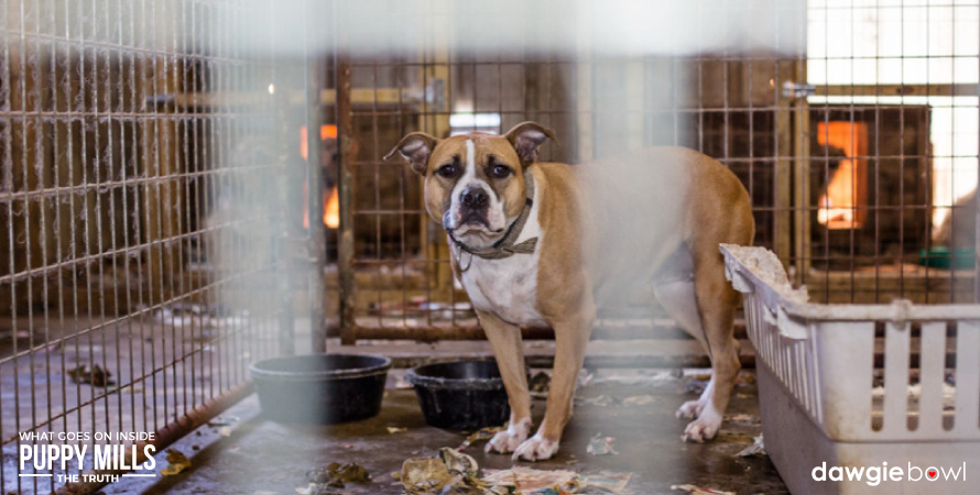 Dogs kept in inhumane conditions in puppy mills