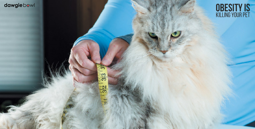 Obesity in Dogs and Cats, Weight Management Pet Food, Is your cat or dog fat?
