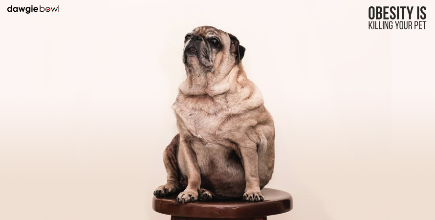 Obesity in Dogs and Cats, Weight Management Pet Food, Obese Overweight Fat Pug