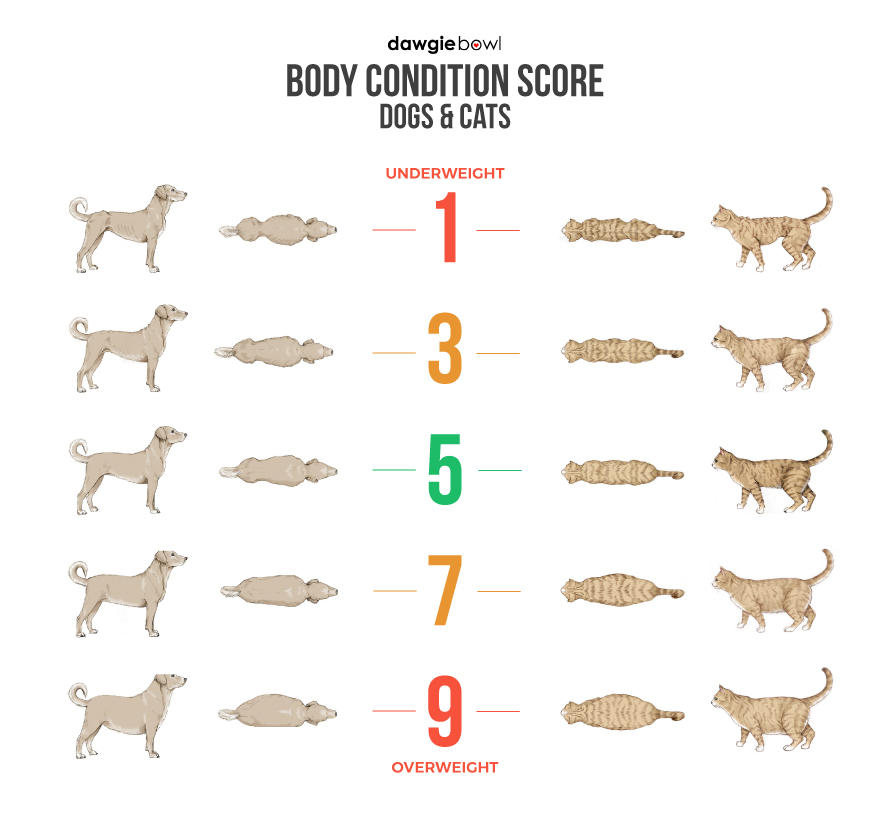 Obesity in Dogs and Cats, Weight Management Pet Food, Body Condition Score Chart for Dogs and Cats