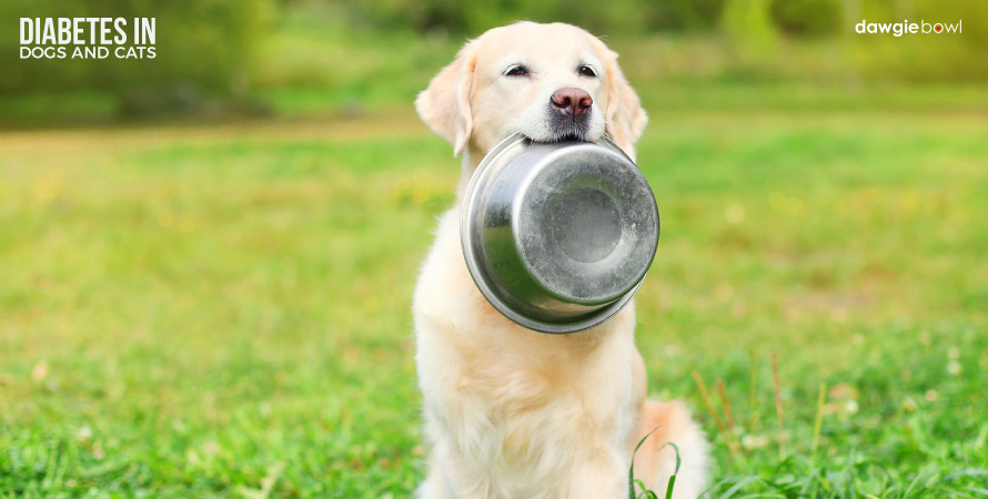 Packaged Pet Food is the leading cause of diabetes in dogs and cats