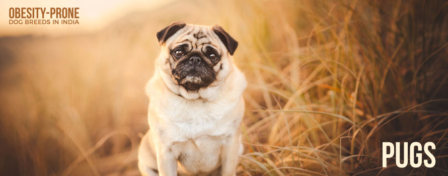 Obesity-prone dog breed, Pugs - Common Indian Dog Breeds most likely to be fat, overweight or obese